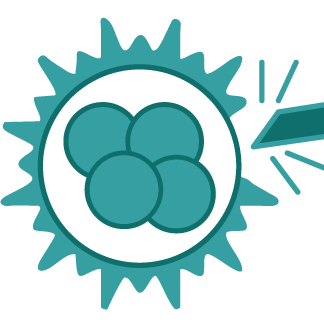 เทคโนโลยีช่วยการฟักตัวของตัวอ่อน(Assisted Hatching)